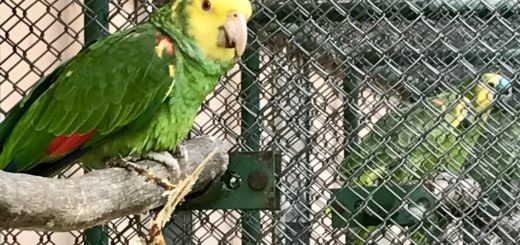 Zelený papagáj v klietke